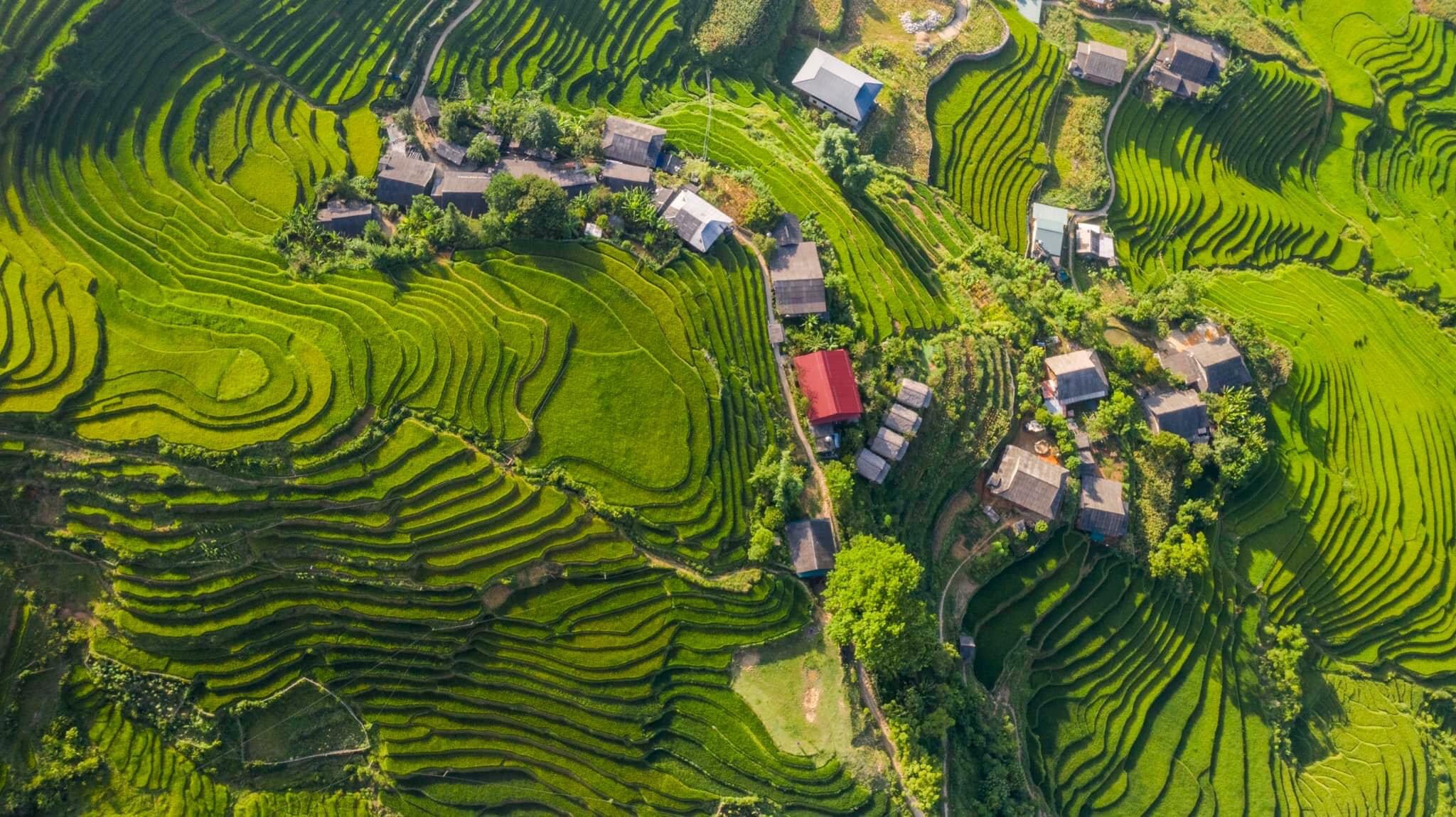 Chiêm ngưỡng những thửa ruộng bậc thang Sa Pa đẹp nhất thế giới - 3