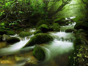 Du lịch - Yakushima – khu rừng tuyết tùng tuyệt đẹp là bối cảnh của bộ phim Công chúa Mononoke nổi tiếng