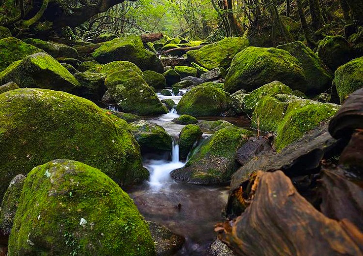 Yakushima – khu rừng tuyết tùng tuyệt đẹp là bối cảnh của bộ phim Công chúa Mononoke nổi tiếng - 8