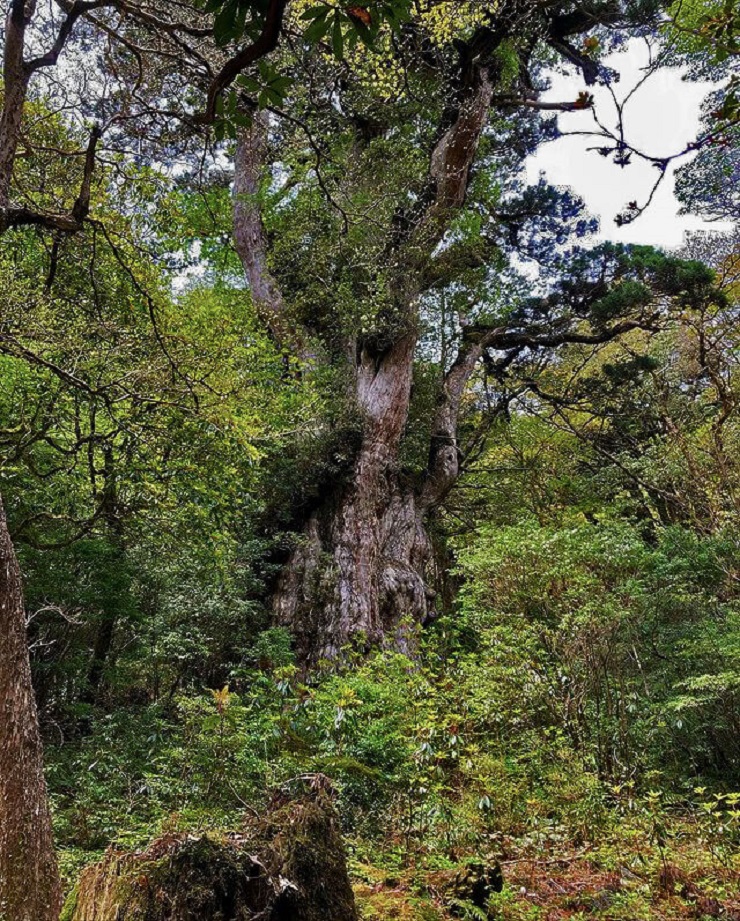 Yakushima – khu rừng tuyết tùng tuyệt đẹp là bối cảnh của bộ phim Công chúa Mononoke nổi tiếng - 5