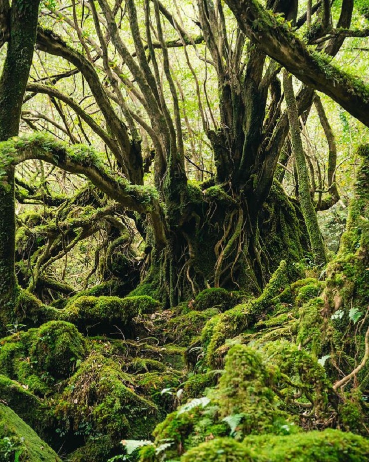 Yakushima – khu rừng tuyết tùng tuyệt đẹp là bối cảnh của bộ phim Công chúa Mononoke nổi tiếng - 4