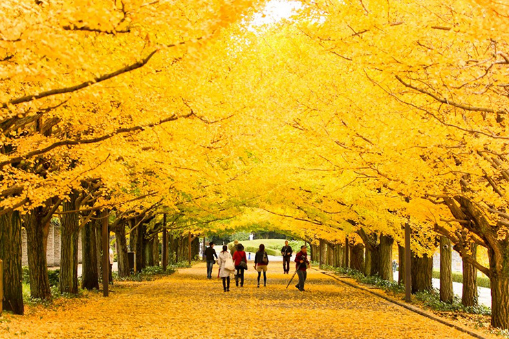 Đây là một trong những địa điểm mùa thu đẹp nhất ở Tokyo khi những chiếc lá chuyển sang màu vàng lộng lẫy.
