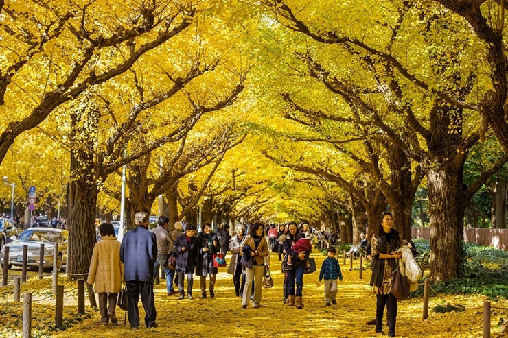 Công viên Meiji Jingu Gaien - Nơi khởi nguồn của những bức ảnh mùa thu sâu lắng: Nhắc đến công viên Meiji Jingu Gaien là nhắc đến đại lộ Icho Namiki huyền thoại dài 300m với 2 hàng cây bạch quả rất cao hai bên, một trong những con đường đẹp nhất thế giới, bối cảnh của nhiều bộ phim nổi tiếng.&nbsp;
