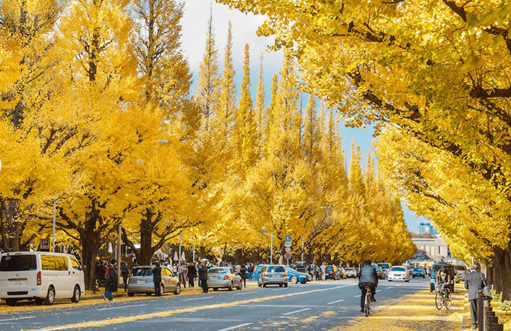 Ngoài ra, Lễ hội Gaien Ginkgo được tổ chức tại đây vào giữa tháng 11 và diễn ra trong khoảng 2 tuần mỗi năm. Nếu đến công viên Meiji Jingu Gaien để thưởng thức mùa thu Tokyo vào đúng dịp lễ hội, bạn sẽ có cơ hội thử những món ăn ngon của 50 vùng miền khác nhau trên khắp Nhật Bản.
