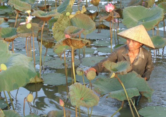 Ngỡ ngàng trước khung cảnh thanh bình ở di sản Thành nhà Hồ - 9