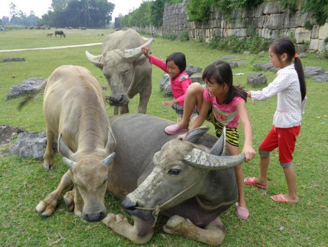 Ngỡ ngàng trước khung cảnh thanh bình ở di sản Thành nhà Hồ - 14