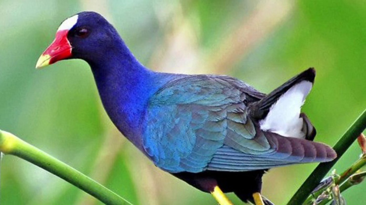 Chim trích cồ có nơi còn gọi là trích xanh, công nước, công đất… Với màu lông xanh mướt và màu đỏ của mỏ và mồng, làm cho chim trích thêm xinh đẹp hơn so với họ hàng nhà chúng
