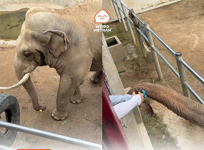 Clip: Chú voi có hành động bất ngờ trong sở thú “đốn tim” dân mạng - 1