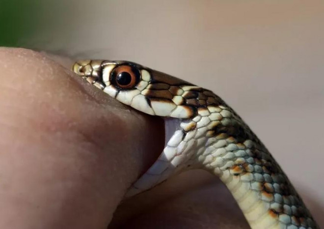 Bé gái ở Thổ Nhĩ Kỳ cắn chết con rắn vì bị nó cắn vào môi. Ảnh: GETTY IMAGES
