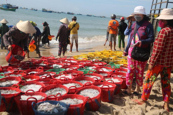 Cá cơm tập kết tại bãi sau Mũi Né