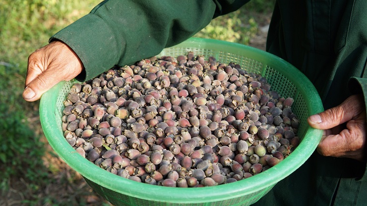 Mang loại cây mọc hoang đầy rừng về nhà trồng, thu hàng chục triệu đồng mỗi vụ - 7