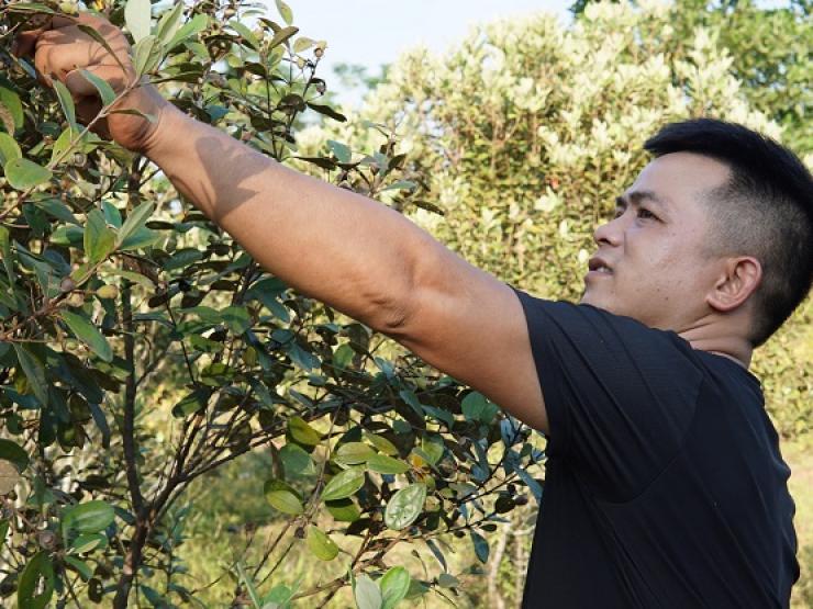 Mang loại cây mọc hoang đầy rừng về nhà trồng, thu hàng chục triệu đồng mỗi vụ