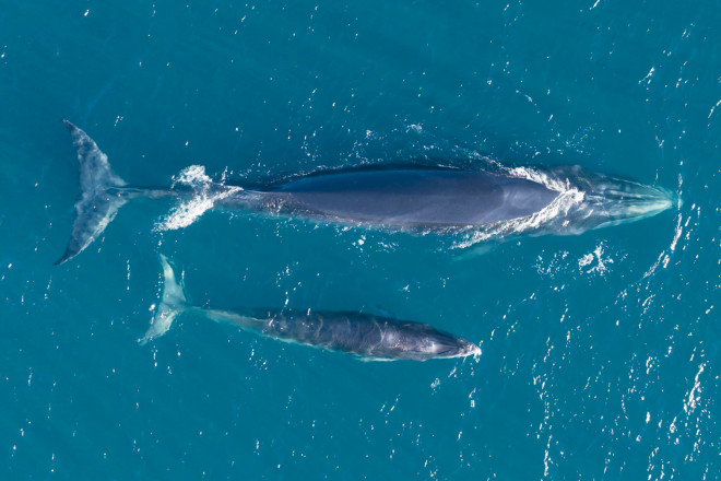 Bắt trọn khoảnh khắc cá voi săn mồi ở cửa biển Đề Gi - 3