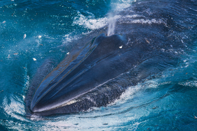 Bắt trọn khoảnh khắc cá voi săn mồi ở cửa biển Đề Gi - 4