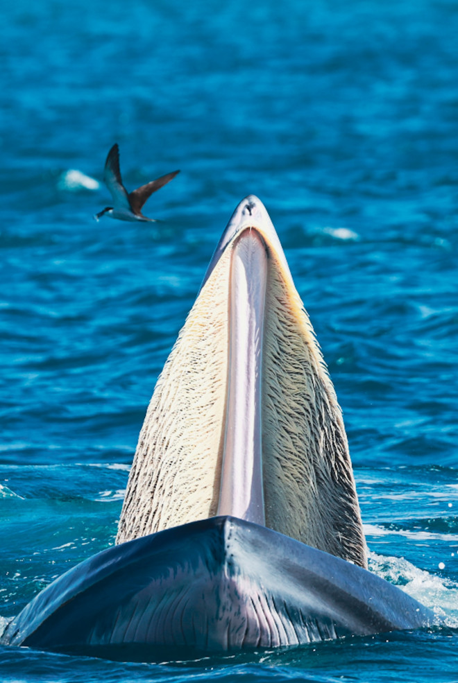Bắt trọn khoảnh khắc cá voi săn mồi ở cửa biển Đề Gi - 6