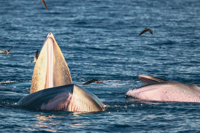 Bắt trọn khoảnh khắc cá voi săn mồi ở cửa biển Đề Gi - 7