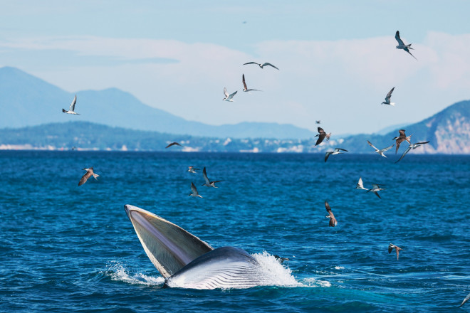 Bắt trọn khoảnh khắc cá voi săn mồi ở cửa biển Đề Gi - 8