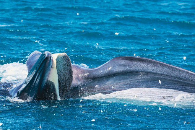 Bắt trọn khoảnh khắc cá voi săn mồi ở cửa biển Đề Gi - 11