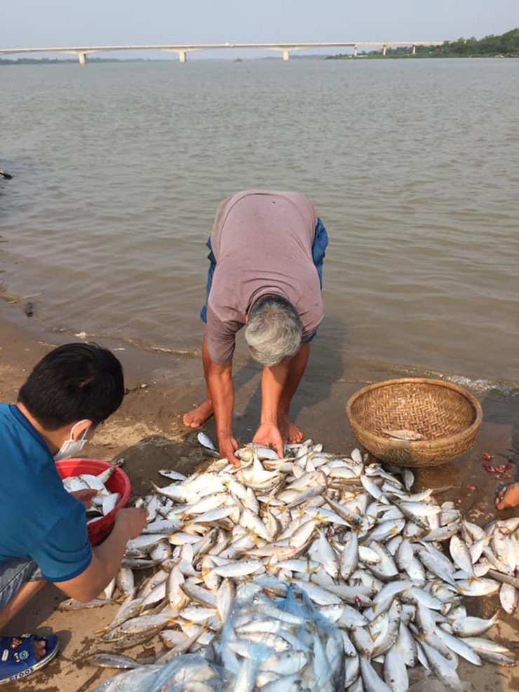 Trước đây, cá mòi có nhiều vô kể trong tự nhiên.
