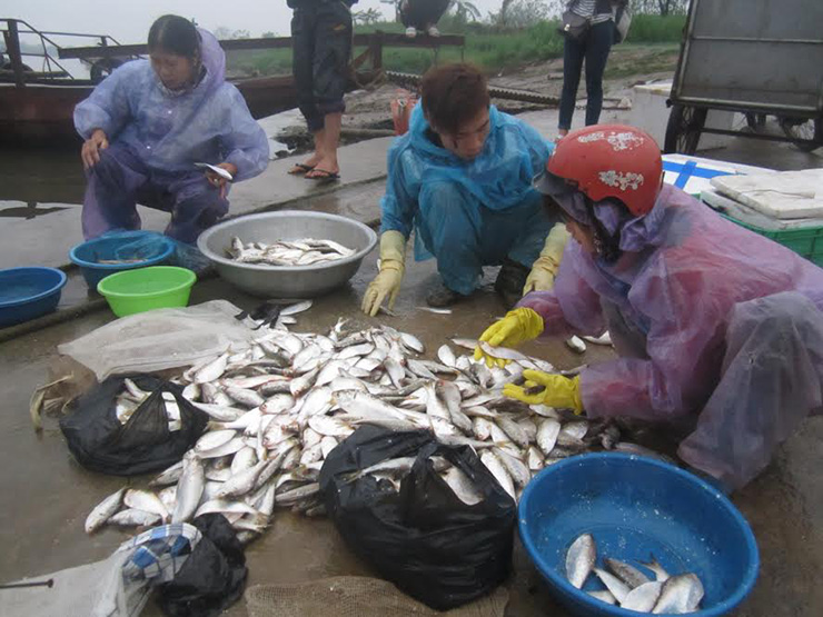 Có những năm cá nhiều, mỗi ngày mỗi gia đình vớt được vài tạ cá; thậm chí có mùa nhiều nhà còn phải làm mắm
