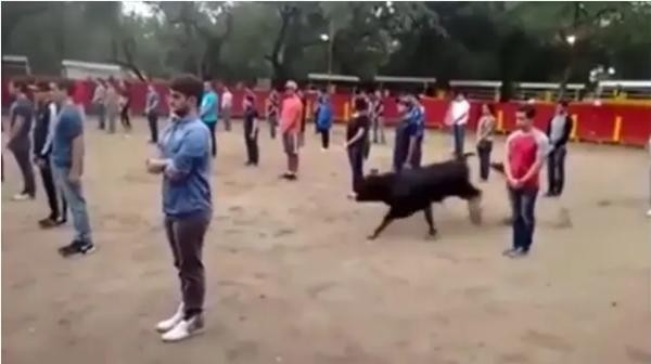 Thầy giáo ở Mexico gây tranh cãi khi bắt sinh viên xếp thành 3 hàng ngay trước mặt bò tót - 3