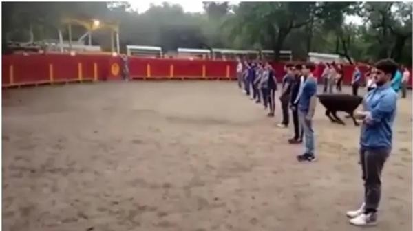 Thầy giáo ở Mexico gây tranh cãi khi bắt sinh viên xếp thành 3 hàng ngay trước mặt bò tót - 2