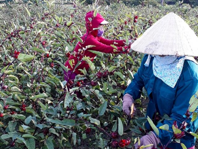 Trồng cây lạ chơi hoa, sau vài năm nhân giống người dân có thu nhập hàng trăm triệu