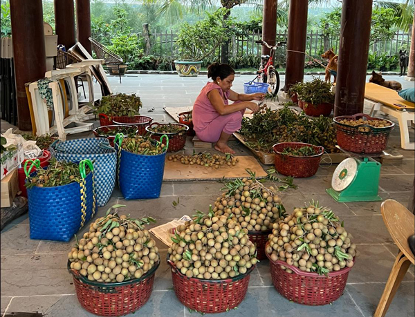 Mỗi cân nhãn này chị Dung bán giá tại vườn là 150.000 đồng cho khách lạ.