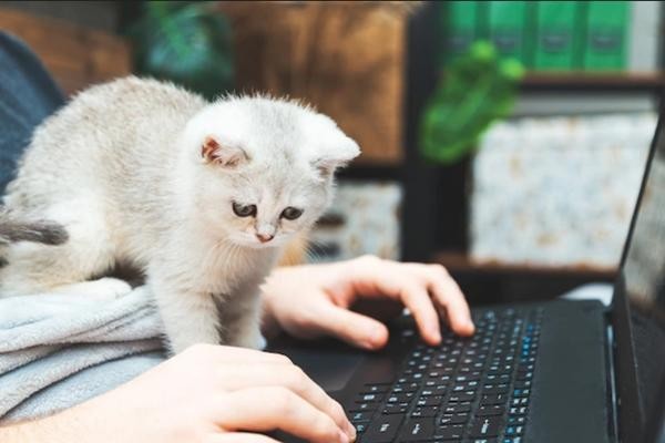 Cô giáo bị cho nghỉ việc vì mèo cưng ngó vào màn hình dạy online đã được xử thắng kiện - 1