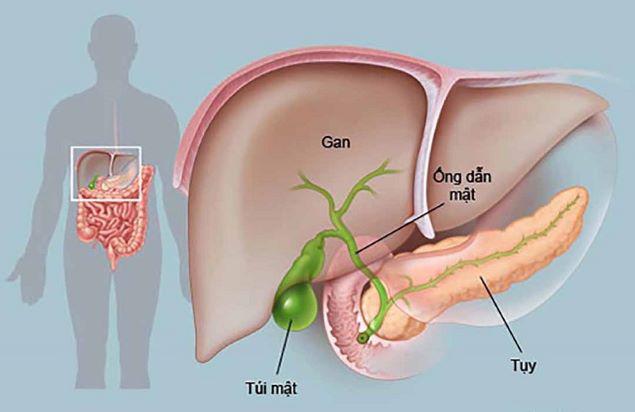 Nhiều yếu tố tác động khiến gan dễ bị tổn thương.