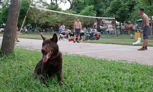 Chó thả rông trong công viên ở Hà Nội Ảnh: Phùng Linh