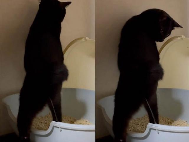Chú mèo đi vệ sinh bằng 2 chân gây sốt mạng xã hội