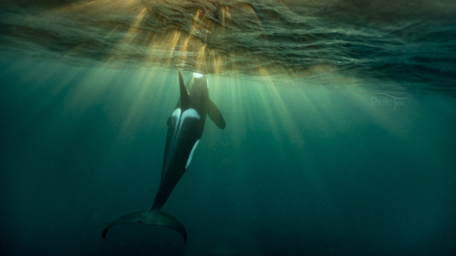 Cá voi sát thủ - Ảnh: WHALE UNDERWATER