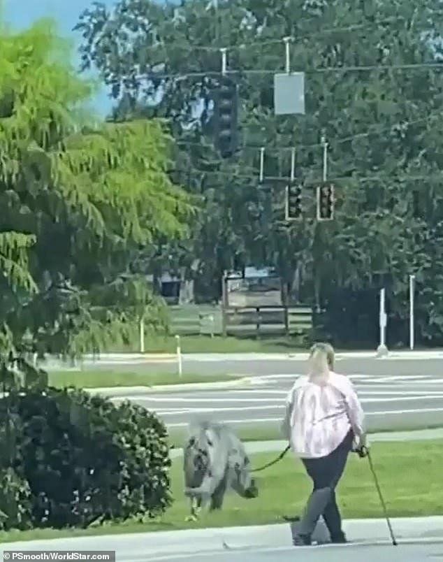 Trong một video được chia sẻ trên blog video Worldstar, một con vật màu xám trông bí ẩn có thể được nhìn thấy khi đi qua một thị trấn ở Mỹ.