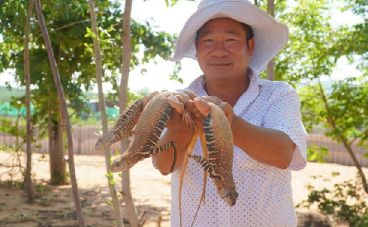 &nbsp;Loài này chỉ ăn cây cỏ non, chồi cây hoặc chồi của cây xương rồng. Thi thoảng chúng mới có thể ăn các loại côn trùng nhỏ, giun đất, cào cào, châu chấu, chuồn chuồn…&nbsp;
