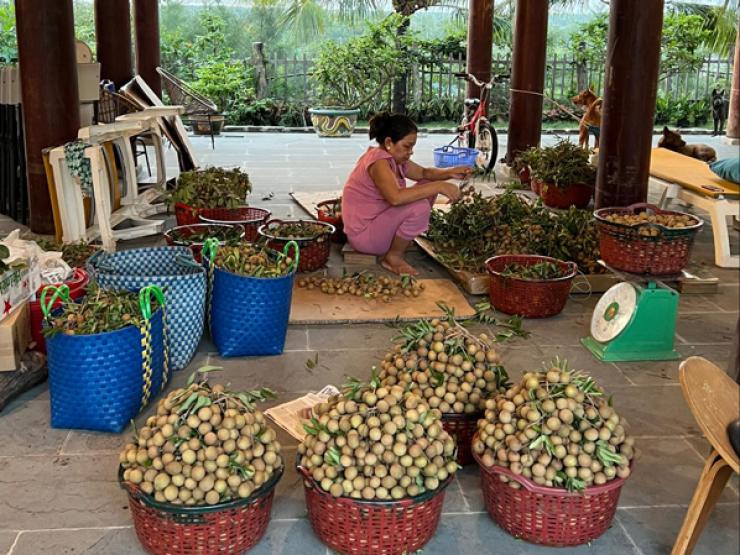 Loại nhãn giá hơn 200.000 đồng/kg, chủ vườn chưa kịp rao đã bán hết