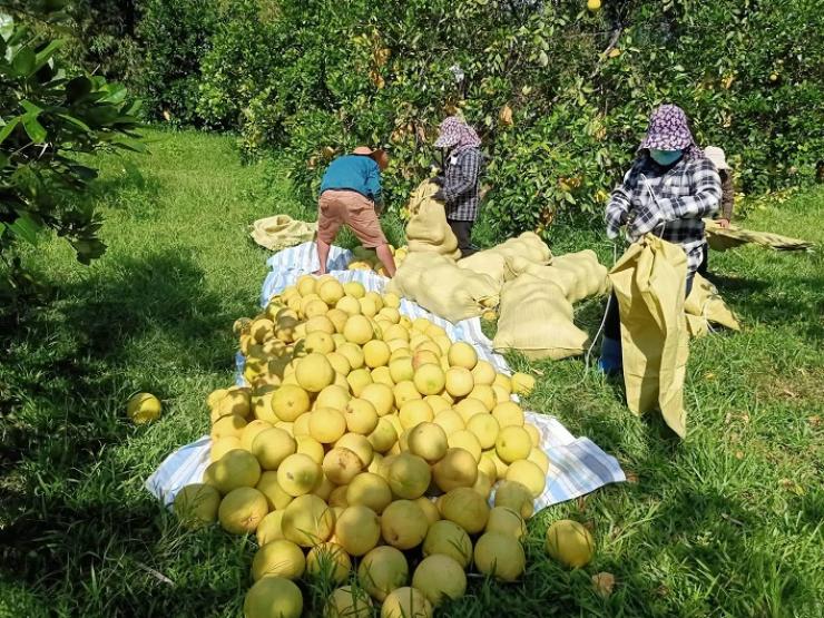 “Đệ nhất danh quả” của Hà Tĩnh vào mùa đắt khách, người dân hái không kịp bán