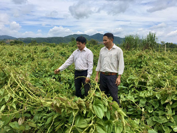 Anh Tuấn cho biết gia đình anh hiện đang có khoảng 14 ha trồng khoai mài. Doanh thu dao động từ 650 triệu đến 800 triệu đồng/ha. Sau khi trừ chi phí đầu tư trực tiếp (không tính tiền thuê đất) cho một ha trồng khoảng 300 triệu thì lợi nhuận không hề nhỏ so với những cây trồng khác.
