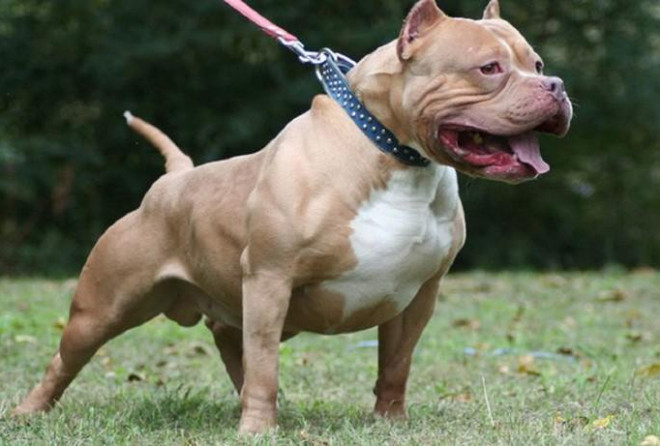 Chó pitbull được cho là dòng chó rất hiếu chiến, nguy hiểm - Ảnh minh họa