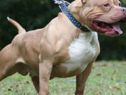 Tin tức trong ngày - Nữ chủ nhà bị chó Pitbull cắn tử vong sau 2 ngày điều trị