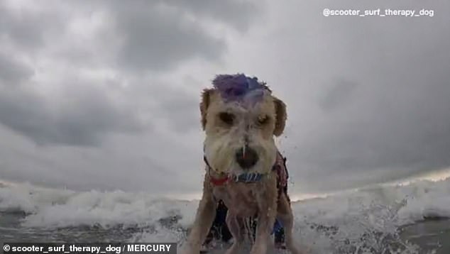 Clip: Chú chó lướt sóng giúp mọi người chiến đấu với sức khỏe tâm thần - 4