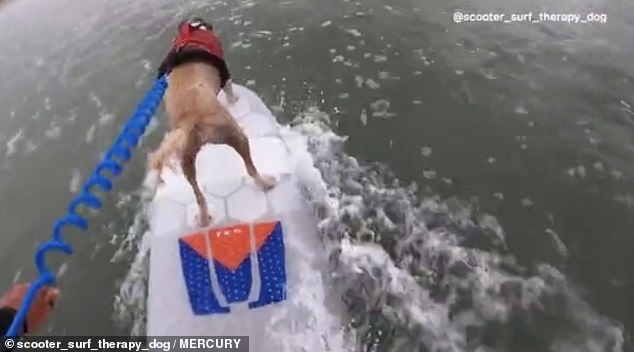 Clip: Chú chó lướt sóng giúp mọi người chiến đấu với sức khỏe tâm thần - 5