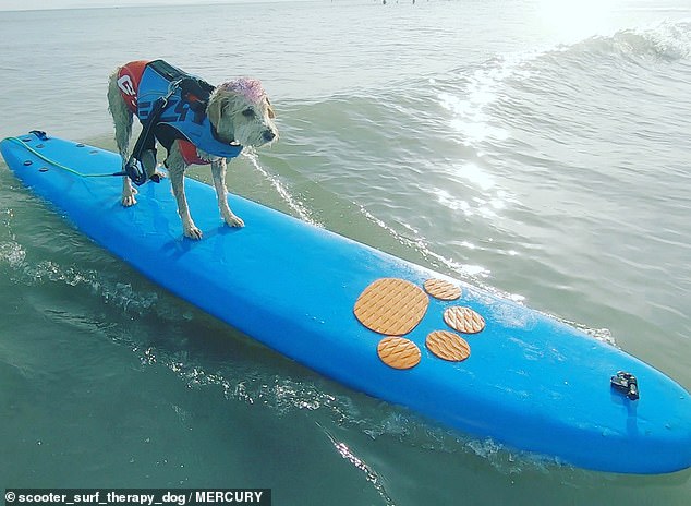 Clip: Chú chó lướt sóng giúp mọi người chiến đấu với sức khỏe tâm thần - 6