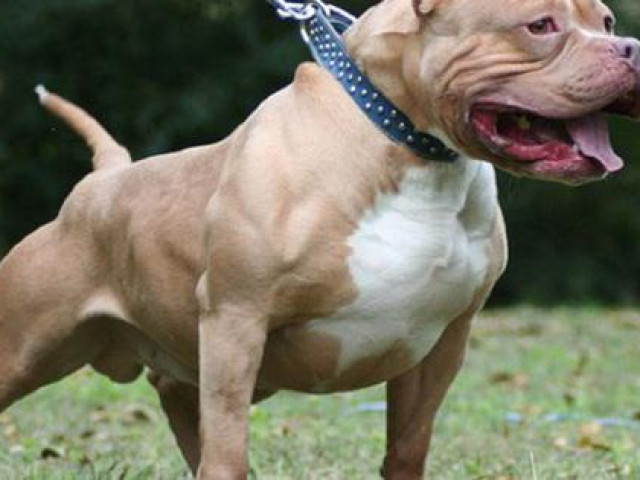 Nữ chủ nhà bị chó Pitbull cắn tử vong sau 2 ngày điều trị