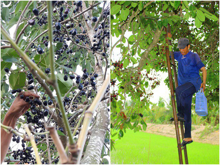 Cây trâm mọc dại trong rừng từ rất lâu, đặc biệt là vùng Bảy Núi (An Giang)
