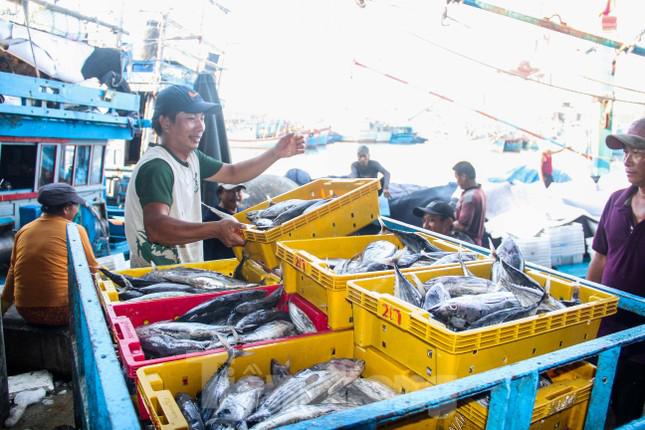 Qua ghi nhận, đến chiều tối 31/8, tại cảng cá Quy Nhơn nhiều tàu thuyền trong và ngoài tỉnh Bình Định vẫn đang cập cảng để xuất bán sản phẩm. Tàu nào cũng khẳm be, những hầm ướp đầy cá ngừ sọc dưa. Ảnh: Trương Định