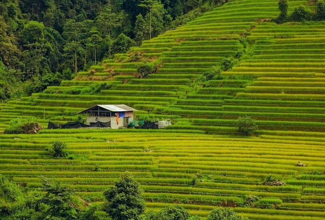 Mùa lúa chín rộ đẹp "xỉu dọc xỉu ngang", đã đến lúc xách ba-lô đi Tây Bắc săn ảnh xịn mịn! - 9