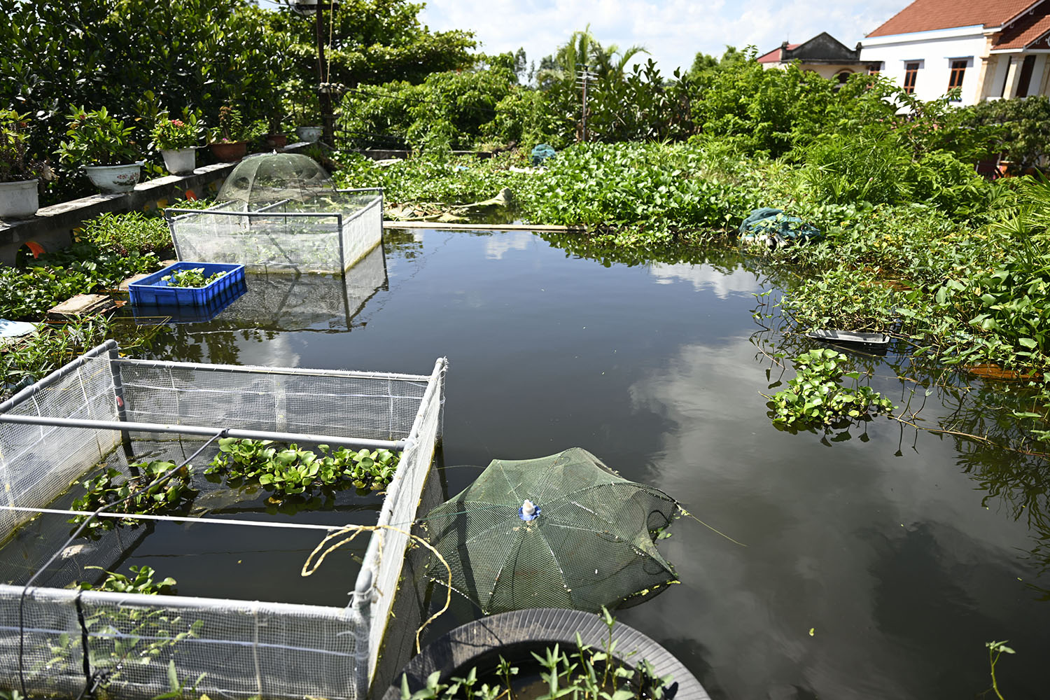 Ao cá là nơi để ông Tuấn khuây khỏa lúc tuổi già và cũng giúp cải thiện bữa ăn của gia đình