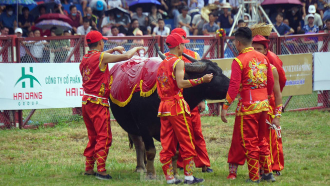 Kháp đấu giữa ông trâu số 9 và ông trâu số 15 là một trong những cặp đấu diễn ra kịch tính nhất. Do ông trâu số 15 vào muộn, ông trâu số 9 phải chờ khoảng 30 phút, chủ trâu phải đắp khăn dội nước chống nắng cho trâu chọi.