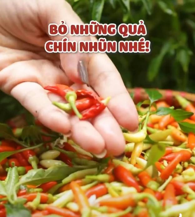 Công dụng tuyệt vời của quả ớt nhà nào cũng có người nghiện ăn và cách ngâm ớt ngon "hết nước chấm" - 3